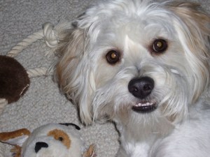 Sweet Shaggy