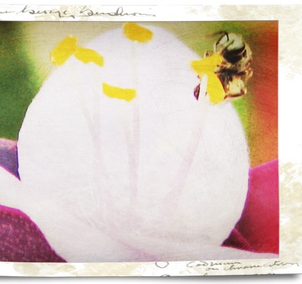 Bee thirsty in Texas heat