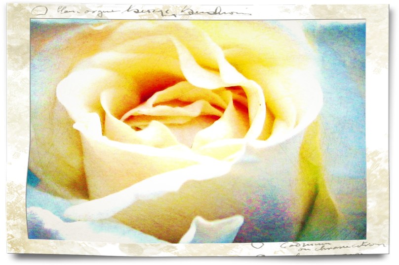 Yellow Rose of Texas