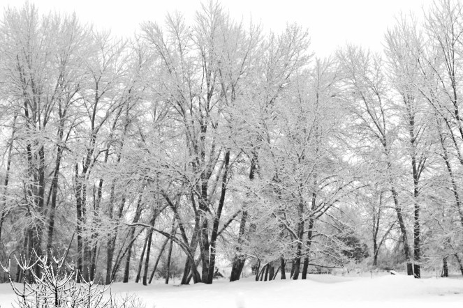 winter-white-trees_GyJDdJKO