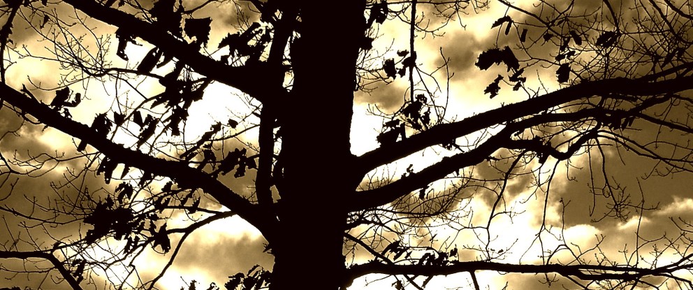 Dreamtime-header tree