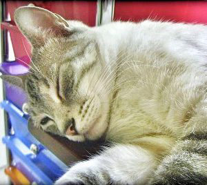 Truffles sleeping on my desk