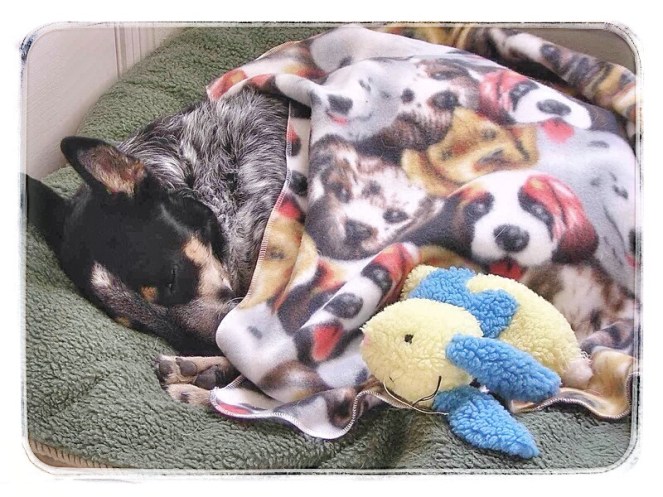 Banjo sleeping with blanket