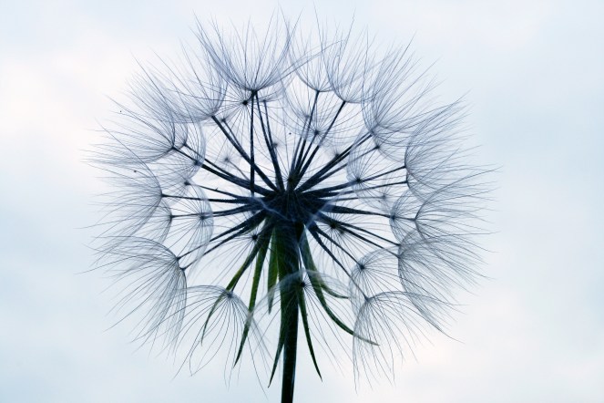 Dandelion