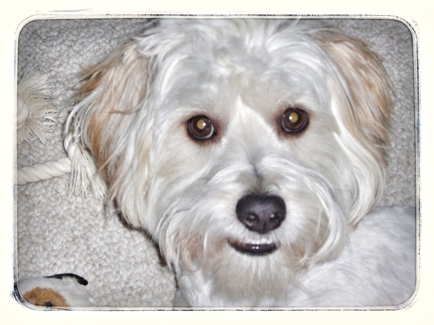 Shaggy