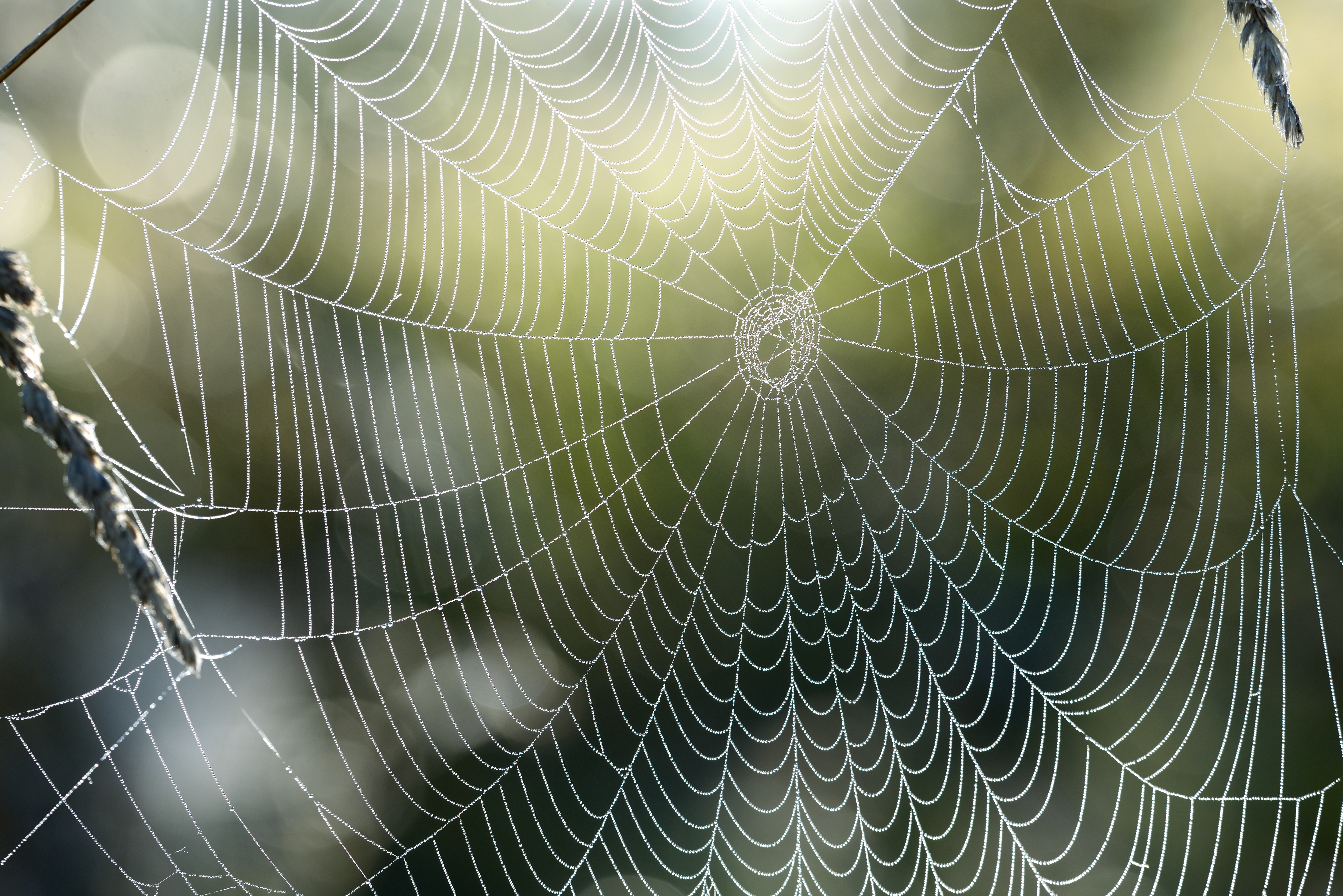 Beautiful spider web with water drops close-up