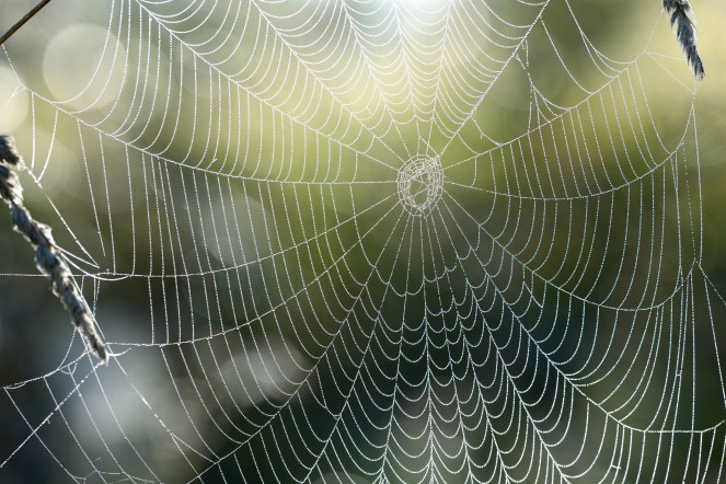 Beautiful spider web with water drops close-up