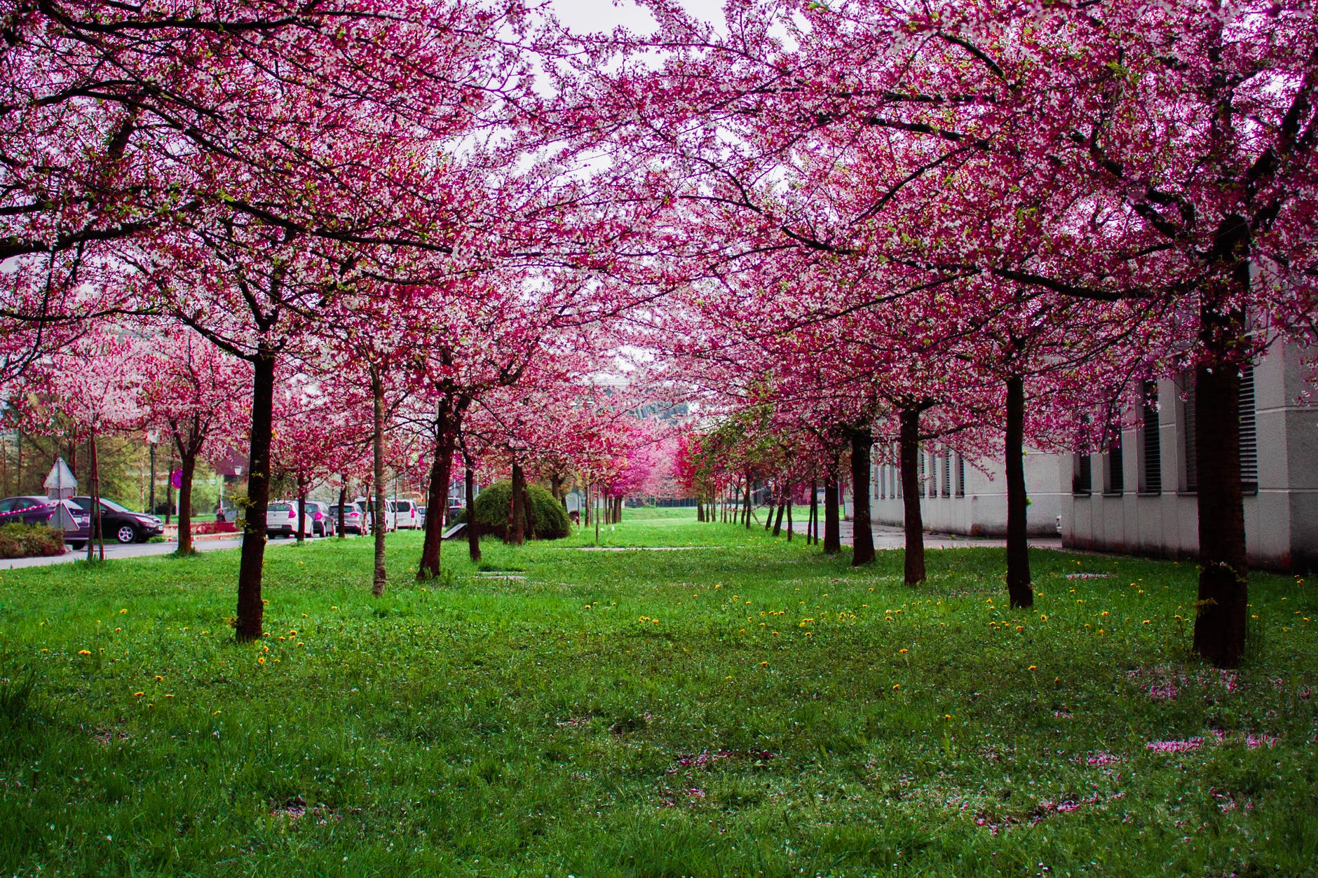pink leafed trees on green grass field