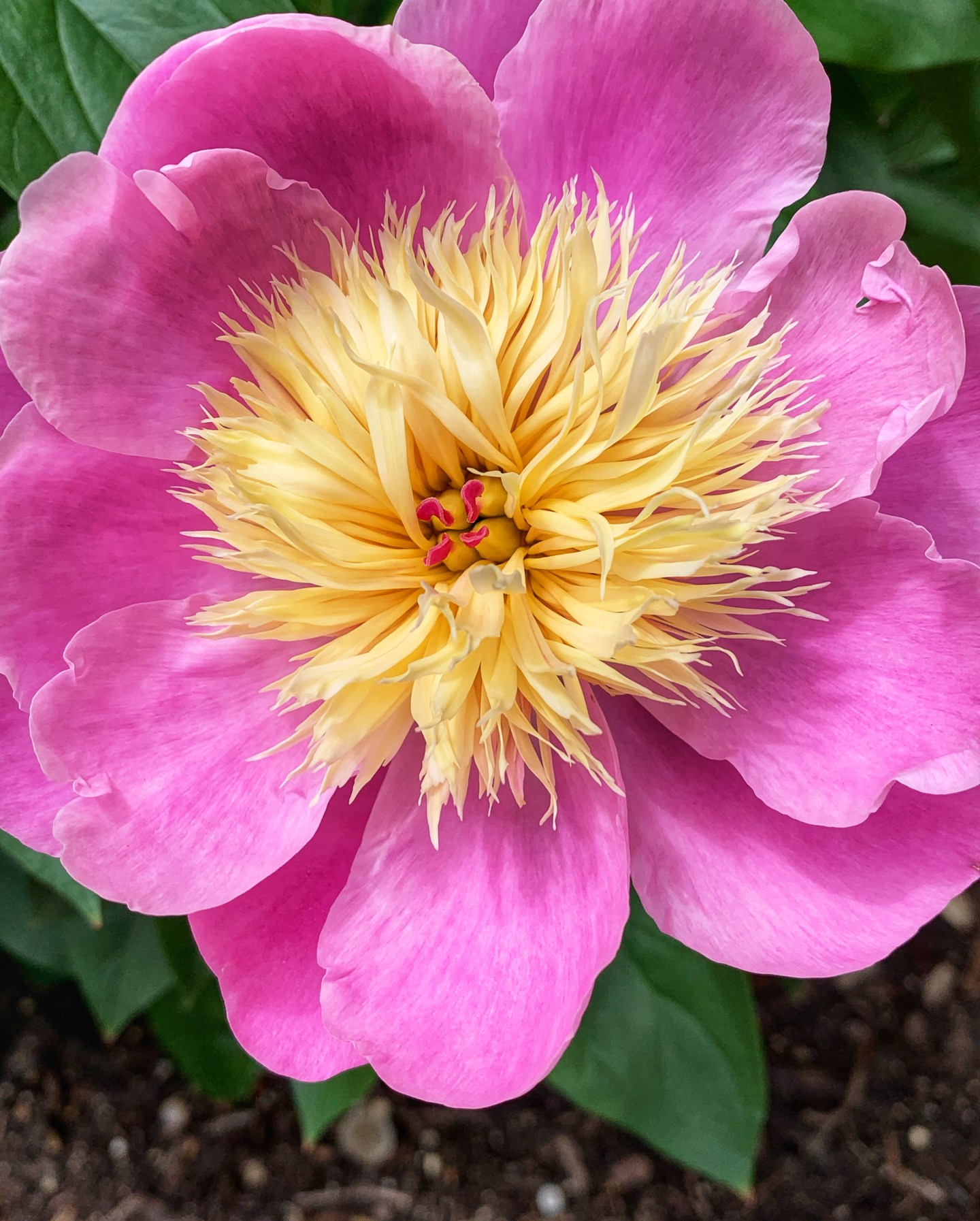 13 Examples of Narcotic Drugs and Medications